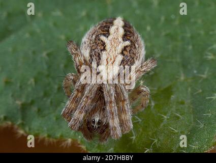 oakleaf Orbweaver (Araneus ceropegius, Aculepeira ceropegia), sitzt auf einem Blatt, Deutschland Stockfoto