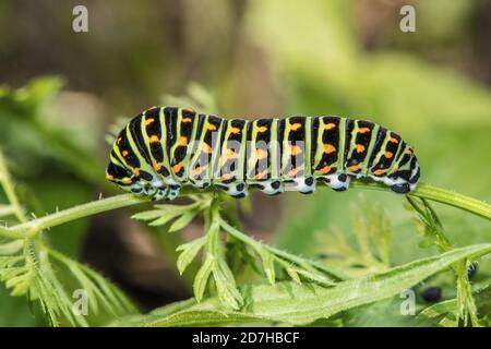 Schwalbenschwanz (Papilio machaon), Raupe auf einem umbelliferen Blatt, Deutschland Stockfoto