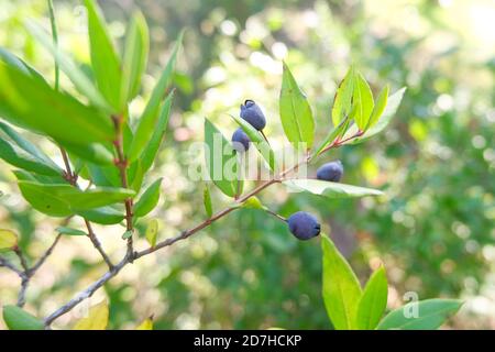 Isolierter Wildwald Krambeer Pflanzenzweig, gesunde Blaubeere saisonalen Früchten Stockfoto