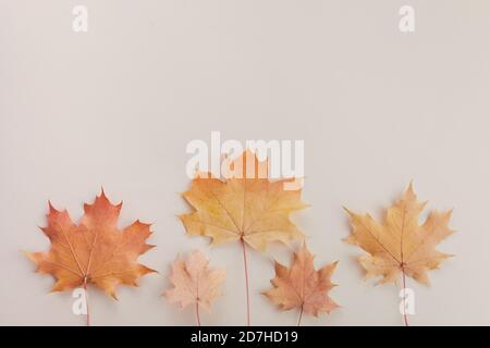 Herbstkomposition. Getrocknete Blätter auf weißem Hintergrund. Draufsicht. Flach liegend. Stockfoto