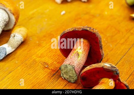 Pilze (rote Krackbolete) Stockfoto