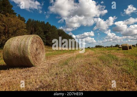 Feld mit Stroh in den Rollen gegen den blauen Himmel. Stockfoto