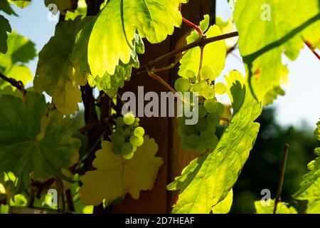 Grüne Trauben im Weinberg Stockfoto