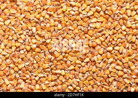 Maiskörner Vollformat Abdeckung als Hintergrund und Textur Stockfoto