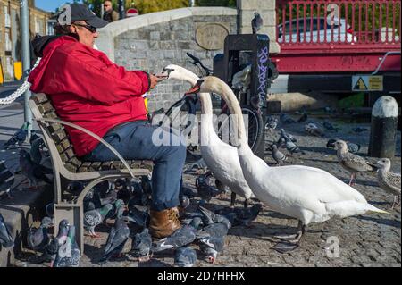 Ein Mann sitzt auf einer Bank und füttert Tauben und Schwäne. Stockfoto