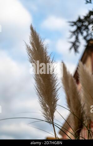 pampas Pflanze mit ihren Federn in der Stadt auf gelegt Ein Blumenbeet Stockfoto