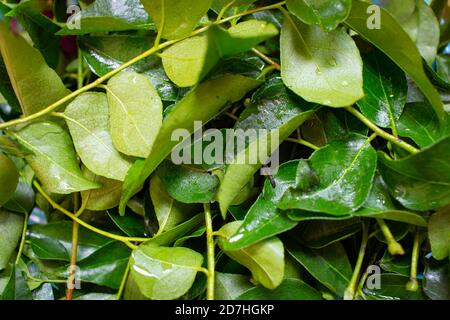 Frische Curryblätter, die häufig in der Küche für Aroma und Aroma verwendet wird. Stockfoto