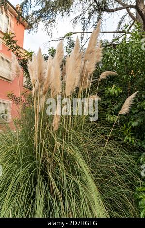 pampas Pflanze mit ihren Federn in der Stadt auf gelegt Ein Blumenbeet Stockfoto