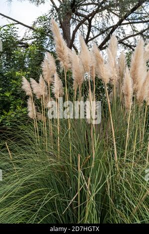 pampas Pflanze mit ihren Federn in der Stadt auf gelegt Ein Blumenbeet Stockfoto