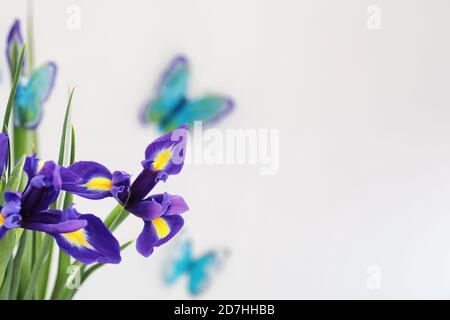 Purple Iris auf weißem Hintergrund mit Schmetterlingen Stockfoto