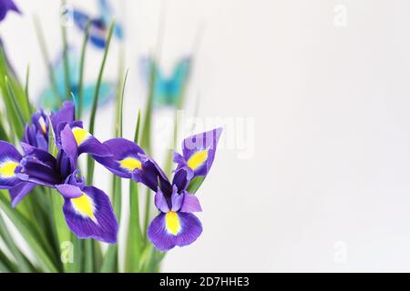 Purple Iris auf weißem Hintergrund mit Schmetterlingen Stockfoto
