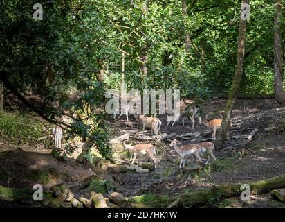 LAUNCESTON, CORNWALL - 1. SEPTEMBER 2020: Damwild im Tamar Otter and Wildlife Rescue Center, bald geschlossen. Stockfoto