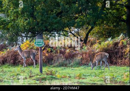 Deer Sanctary Schild warnt Besucher nicht an diesem Schild am Deer Park in Bradgate Park, Leicestershire, Engalnd, UK passieren Stockfoto