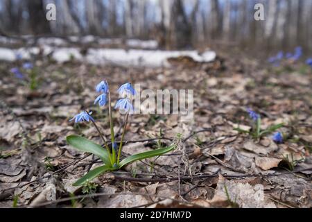 Frühling blaue Schneeglöpfenblume im Wald Stockfoto