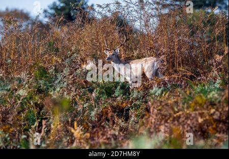 Junge männliche Damhirsche in Bracken Unterholz. Stockfoto