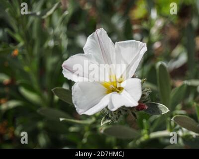 Ein Abschluss einer weißen Trompetenblume von Convolvulus Cneorum das Strauchbindenkraut Stockfoto