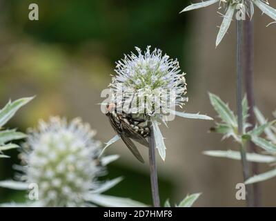 Eine gewöhnliche Fruchtfliege Sarcophaga carnaria Fütterung auf einem Eryngium Blumenkopf Stockfoto