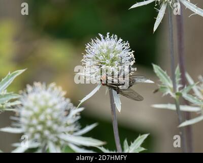 Eine gewöhnliche Fruchtfliege Sarcophaga carnaria Fütterung auf einem Eryngium Blumenkopf Stockfoto