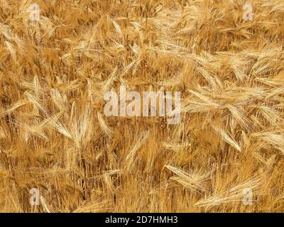 Nahaufnahme eines kleinen Teils eines Feldes Von 6 Reihe Gerste reif und golden bereit für die Ernte Stockfoto