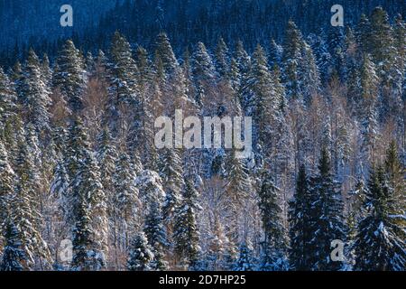 Winter alpine Hügel mit Tanne und Kiefernwald Blick vom Bergdorf. Malerisches Reisen, Wandern, saisonal, Natur und Landschaft Schönheit concep Stockfoto