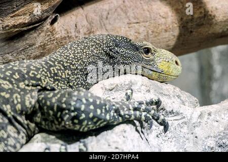 Nahaufnahme einer komodo-Dracheneidechse auf Felsen Stockfoto