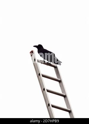 Vertikale Aufnahme einer schwarzen Krähe, die auf einem Metall steht Leiter Stockfoto