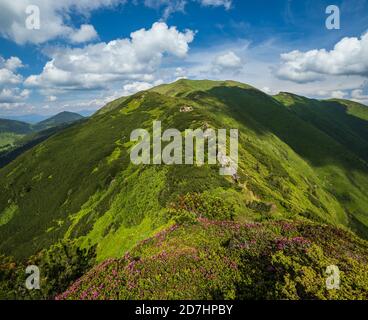 Rosa Rose Rhododendron blüht auf Sommer Berghang. Marmaros Pip Ivan Berg, Karpaten, Ukraine. Stockfoto