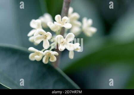 Blühende weiße süße osmanthus blüht auf dem Ast Stockfoto