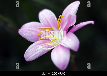 Nahaufnahme der rosa Orchideenblume, die in der Dunkelheit blüht Stockfoto