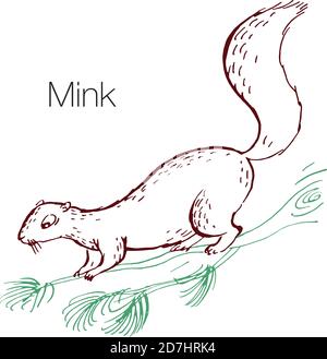Mink handgezeichnete Vektorgrafik Stock Vektor