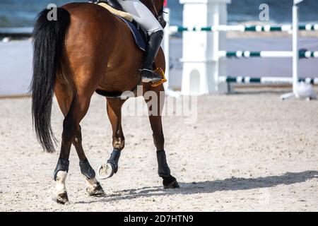 Springreiten, Pferdesport themed Foto. Stockfoto