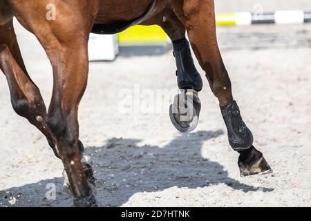 Springreiten, Pferdesport themed Foto. Stockfoto