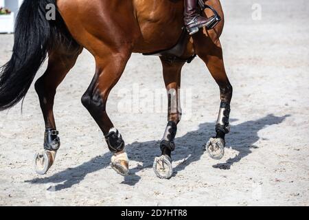 Springreiten, Pferdesport themed Foto. Stockfoto