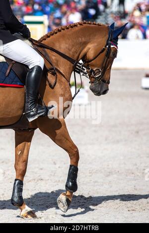 Springreiten, Pferdesport themed Foto. Stockfoto