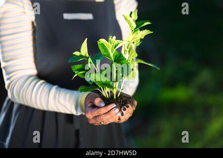 Weibliche Gärtnerin hält gekeimt Minze Pflanze im Boden. Landwirtschaft, Pflege für Mutter Erde, Umweltschutz, Erntekonzept. Nahaufnahme Stockfoto