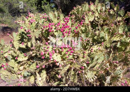 Kaktus aus Kaktus mit Feigenkaktus in violetter Farbe (Opuntia, Fico d'India) Stockfoto