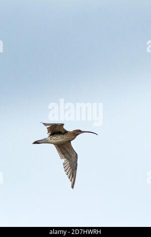 Ein Curlew Numenius arquata im Flug. Stockfoto