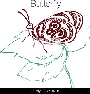 Handgezeichnete Vektorgrafik Schmetterling Stock Vektor
