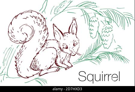 Eichhörnchen handgezeichneten Vektor-Illustration Stock Vektor