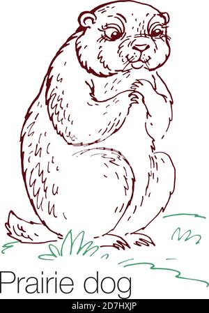 Prairie Hund handgezeichnete Vektor-Illustration Stock Vektor
