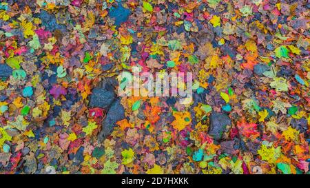 Bunte Hintergrund der Herbstblätter auf dem Boden Stockfoto