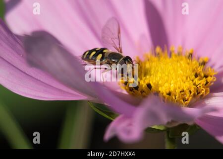 Hoverfly oder Flower Fly, Eupeopedes luniger, schwarz und gelb Weibchen bestäuben eine rosa japanische Anemone Blume, Nahaufnahme Stockfoto