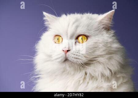 Portrait von Hochland gerade flauschige Katze mit langen Haaren. Cooles Tierkonzept. Studioaufnahme. Weißer Pussycat auf violettem Hintergrund. Stockfoto