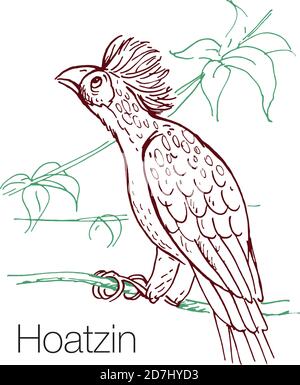 Hoatzin handgezeichnete Vektorgrafik Stock Vektor