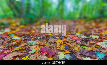 Bunte Hintergrund der Herbstblätter auf dem Boden Stockfoto