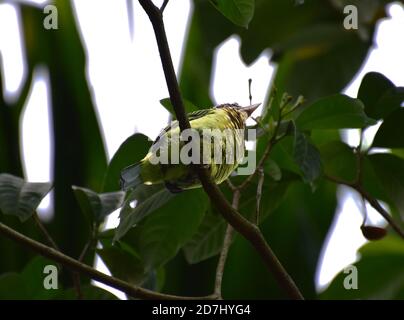 Ein kleiner grüner Vogel, der auf einem Baum sitzt Stockfoto