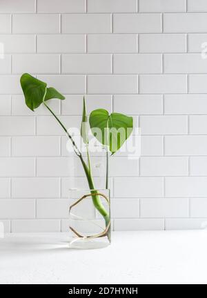 Monstera Sprossen mit Wurzel in Glasvase mit Wasser auf weißem Hintergrund. Vorderansicht. Speicherplatz kopieren Stockfoto