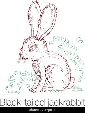 Schwarz-tailed Jackrabbit Hand gezeichnet Vektor-Illustration Stock Vektor