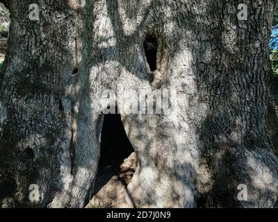 Scary Holz Gesicht in alten Olivenbaum Stamm Rinde Textur, halloween Hintergrund Stockfoto