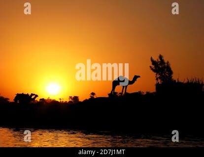 Silhouette des Kamels gegen Sonnenuntergang auf dem Nil in Ägypten Stockfoto